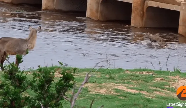 La madre pudo cruzar, pero el cervatillo fue llevado por la corriente. (Fuente: Kruger Sightings/YouTube)