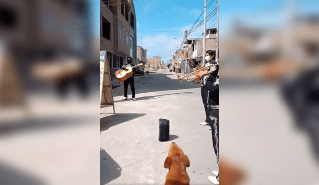 Desliza las imágenes hacia la izquierda para conocer la actuación de un perro al unirse a un grupo de mariachis.