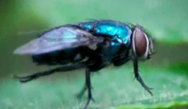 YouTube viral: enorme mosca ingresa a casa para expulsar cientos de larvas y joven queda asqueado [VIDEO]
