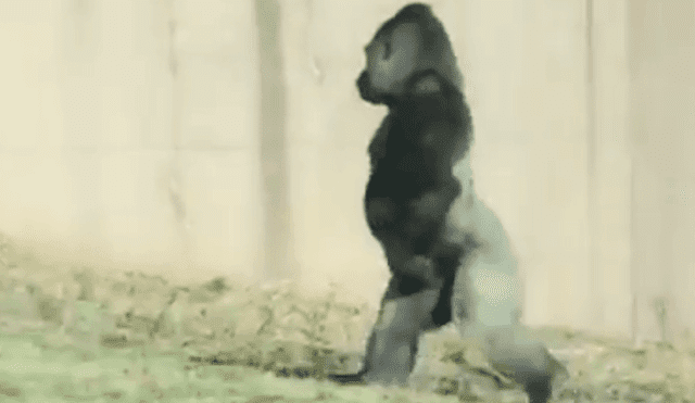 YouTube: Gorila 'prefiere' caminar en dos patas por increíble razón