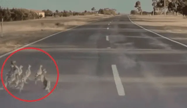 El vehículo que iba a más de 60 kilómetros por hora pudo esquivar a la familia de patos que cruzaba una autopista en Australia. Foto: captura