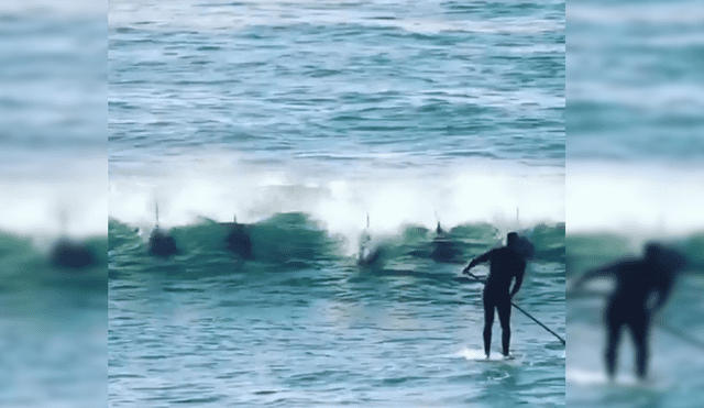 Instagram: Delfines atacan a surfista y todo queda registrado en video