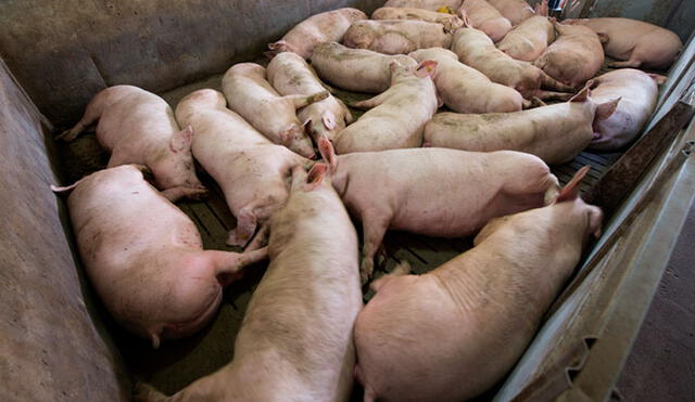Entre cerdos se pueden infectar de peste porcina africana. Foto: difusión