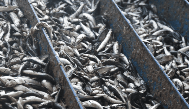 Autorizan inicio de la primera temporada de pesca del recurso anchoveta y anchoveta blanca 