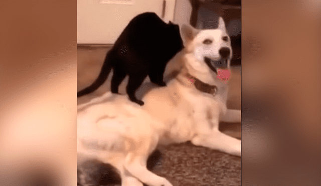 Facebook viral: coloca cámara de seguridad y descubre lo que hacen su perro y su gata en su ausencia
