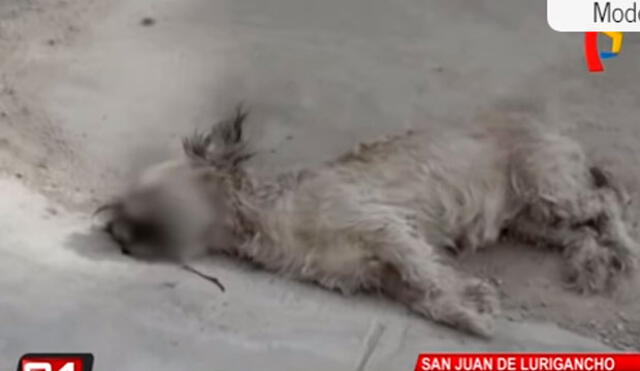 Denuncian envenenamiento masivo de perros en San Juan de Lurigancho [VIDEO]