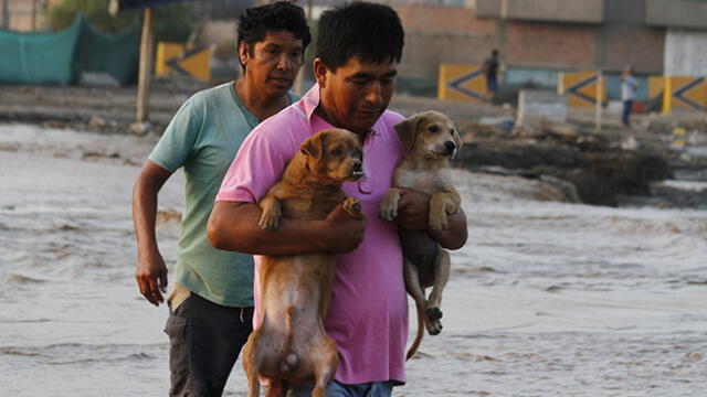 Huaicos en el Sur: organizan colecta para ayudar a mascotas damnificadas