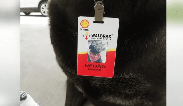Facebook: ‘perro cajellero’ consigue trabajo a tiempo completo y así luce con su uniforme [FOTOS]