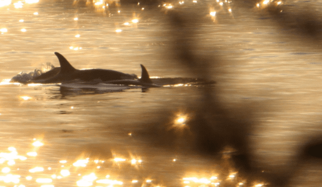 orca Tahlequah