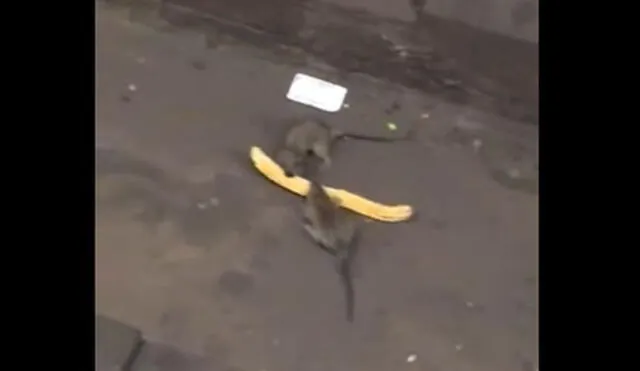 YouTube: Dos ratas se enfrentan por un churro en estación del Metro de Nueva York