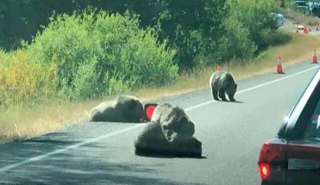 Desliza las imágenes para apreciar la travesura de unos pequeños osos que detuvieron el tránsito en una carretera. Foto: Captura de YouTube