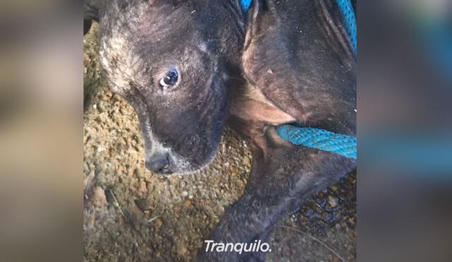 Cuando apenas fue rescatado el pequeño can no paraba de temblar cada vez que se le acercaban. Foto: El Dodo / Facebook