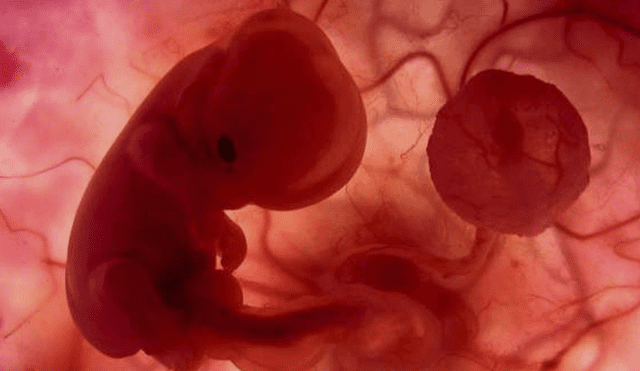 El embrión humano podría ser susceptible a la COVID-19. Foto: EFE