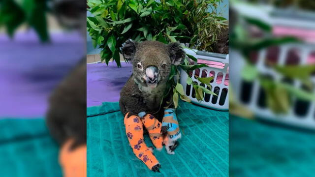 Sacrifican a Lewis, el koala que fue rescatado de un incendio forestal [VIDEO]