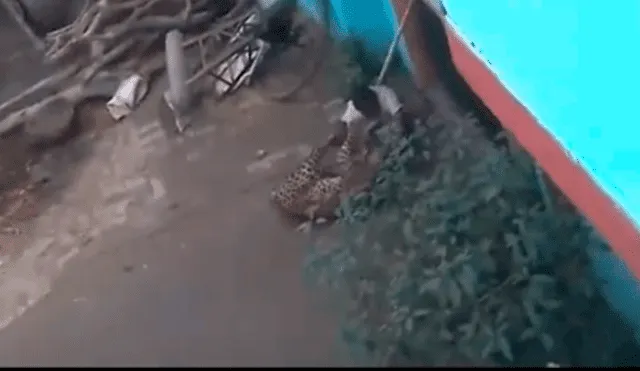 En YouTube: hombre lucha por su vida contra salvaje leopardo [VIDEO]