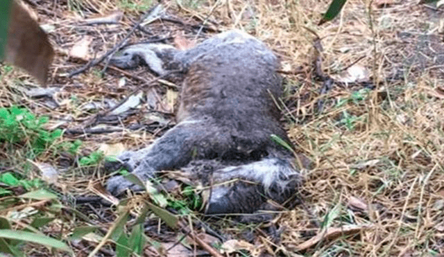 ‘Muerte y destrucción’: Taladores de árboles matan a más de 80 koalas en un bosque de eucalipto [FOTOS]