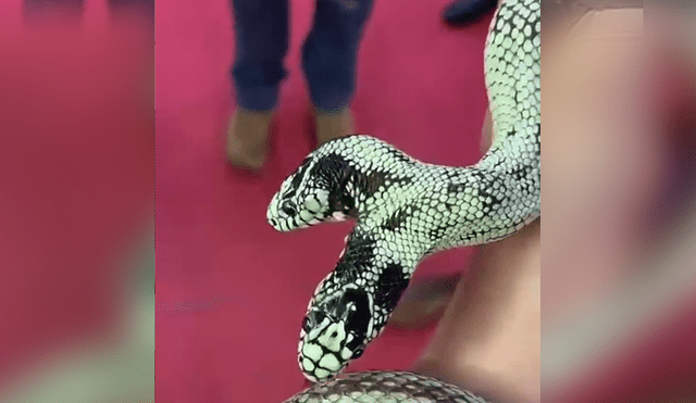 Facebook viral: chica muestra 'serpiente mutante' en concurso de animales y jurados quedan impactados [VIDEO]