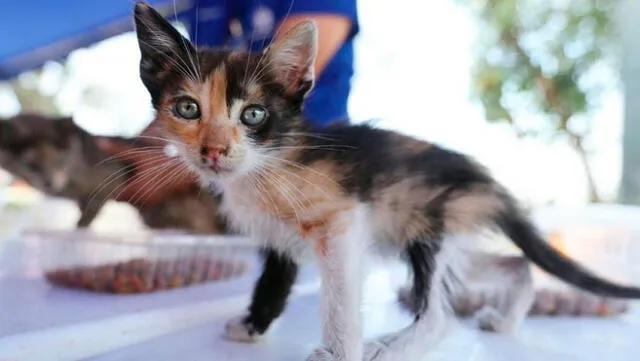 Municipalidad de Lima: lanzan campaña de adopción de gatos 