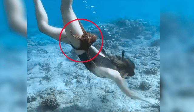 Video viral de YouTube muestra el preciso momento en que un pulpo se topa con una joven y se adhiere a su muslo derecho