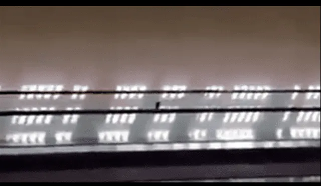 Twitter: captan a paloma haciendo el 'moonwalk' de Michael Jackson [VIDEO]
