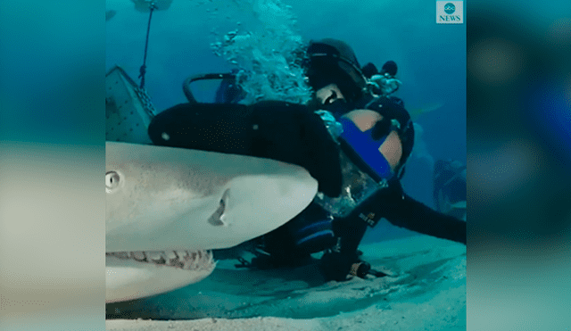 Desliza las fotografías para ver la reacción que tuvo el tiburón al sentir las caricias del osado buzo que lo visitó. Foto: Captura/James Abernethy