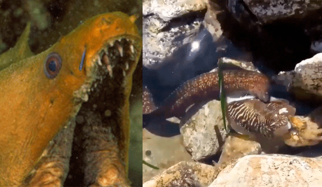 YouTube viral: anguila eléctrica atrapa a indefenso animal para devorarlo de aterradora forma [VIDEO]