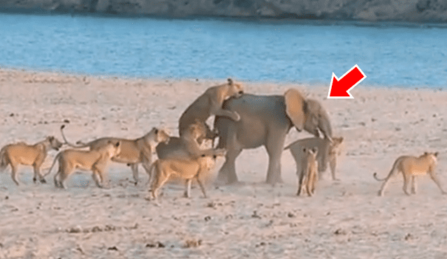 Video viral de YouTube muestra cómo un elefante bebé no se resigna a morir en las garras de una manada de leones hambrientos. Foto: Captura.