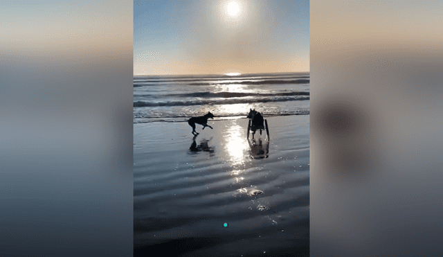Desliza las imágenes para conocer el conmovedor momento que tuvieron dos perros al volverse a ver después de tiempo. Foto: Captura.