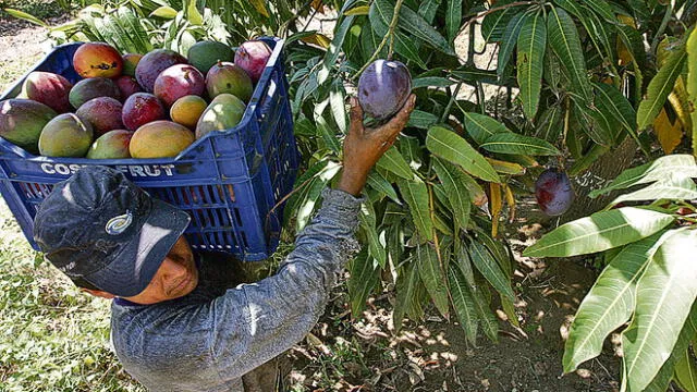 Piura: solo el 10% de productores de mango están asociados