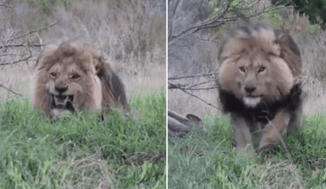 YouTube: Molestó a león que estaba comiendo y lo que pasó después lo dejó sin aliento 