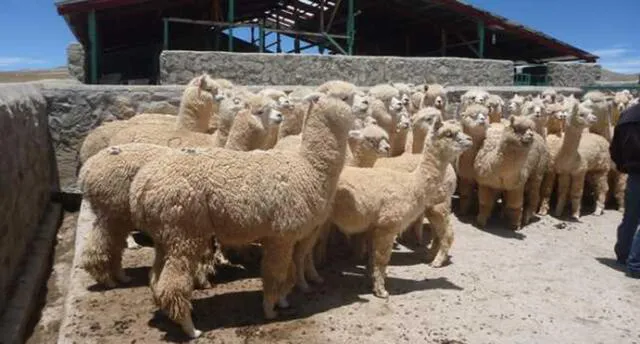 Arequipa recibe 350 cobertizos para proteger a los animales ante las heladas.