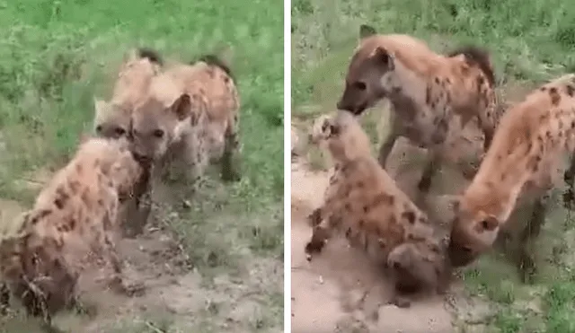 YouTube viral: hiena bebé es cruelmente atacada por clan rival y final sorprende [VIDEO]