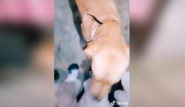 Desliza las imágenes para ver la curiosa escena que protagonizó esta mascota al ser descubierta por su dueña en plena travesura. Fotocaptura: Fabiola Boittano/TikTok