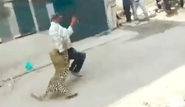 YouTube Viral: Leopardo atacó a sujeto, pero la escena dio un giro inesperado [VIDEO]