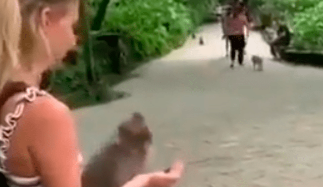 Youtube viral: turista intenta hacerle broma a mono y primate reacciona así [VIDEO]