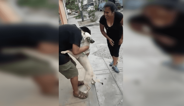Facebook viral: miles lloran con tierno reencuentro entre perro perdido y su familia [VIDEO]
