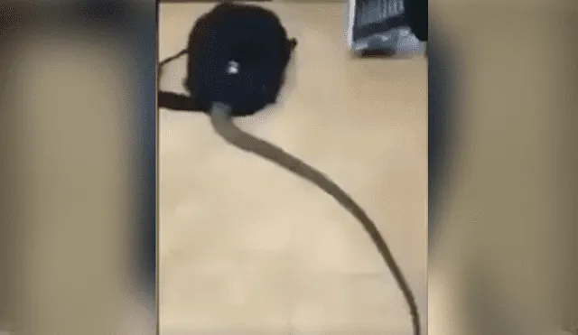 Facebook viral: graban a enorme criatura venenosa ingresando a la mochila de estudiante [VIDEO]
