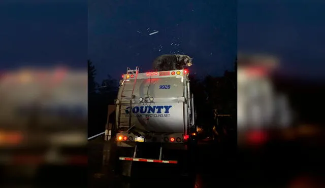 Desliza las imágenes para apreciar la acción de un oso hambriento al ponerse encima de un camión de basura. Foto: Kidder Township Police/ Referencial