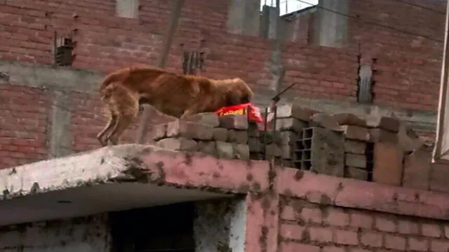 Exigen rescate de mascota desnutrida y abandonada en techo de vivienda [VIDEO]