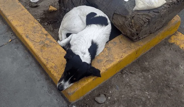 Facebook: perro callejero pide ir al veterinario con un triste cartel [FOTOS]