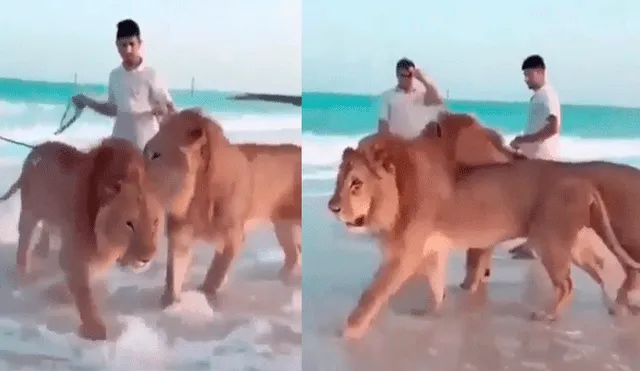 Facebook: Leones de Príncipes de Dubái son captados divirtiéndose en playa artificial [VIDEO]