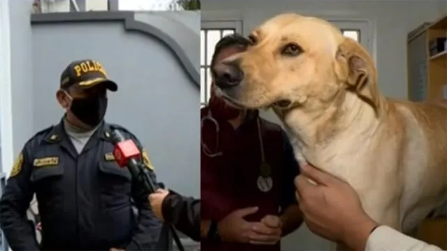 El capitán David Romero explicó que el perrito se extravió cuando intentó perseguir una ambulancia en la que iba uno de los miembros de la Unidad de Leopardos. (Foto: Capturas de video / Canal N