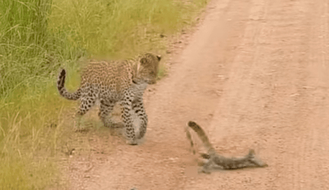 Un turista grabó en un video viral de Facebook la brutal pelea entre un feroz leopardo y una lagartija por el instinto de supervivencia de reino animal.