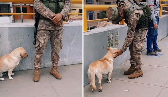 Desliza las imágenes para ver más detalles sobre esta conmovedora escena protagonizada por un perro callejero y un soldado peruano. Foto: captura de TikTok