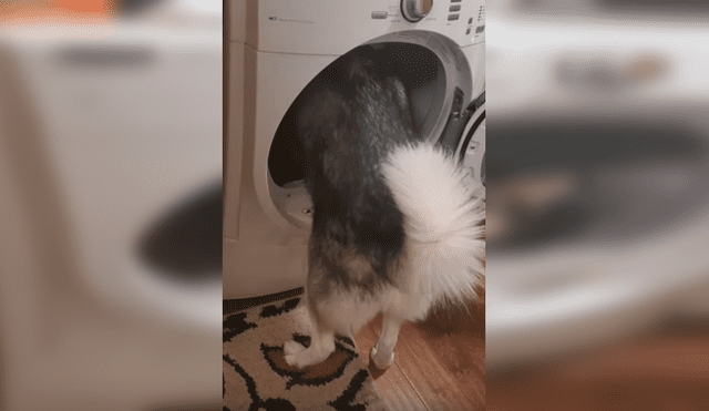 Desliza hacia la izquierda para ver la escena viral del perro que se volvió viral en Facebook.