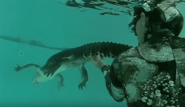 YouTube viral: arriesgado hombre ingresa a piscina de caimán y nada junto al depredador [VIDEO]