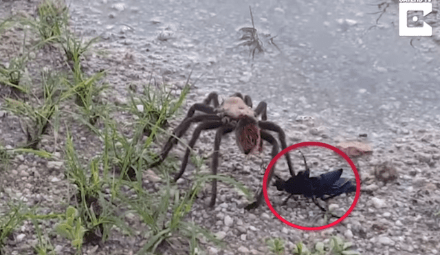YouTube: pelea a muerte entre avispa y una tarántula tuvo un inesperado ganador [VIDEO]  