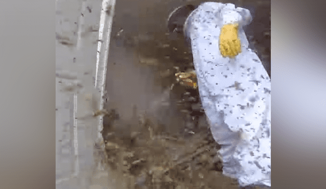 Video se viralizó en YouTube. Un apicultor vivió una completa pesadilla al remover un terrorífico nido de avispones que se habían instalado en una casa abandonada.