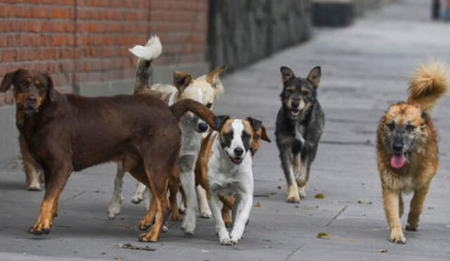 Denunciarán a 7 comunas de Arequipa al no actuar ante rabia canina