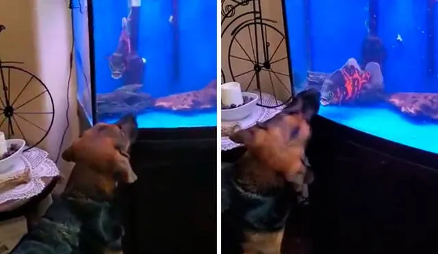 Desliza las imágenes para observar la fuerte rivalidad entre un perro y un pez que terminaron enfrentándose. Fotocaptura: Facebook.